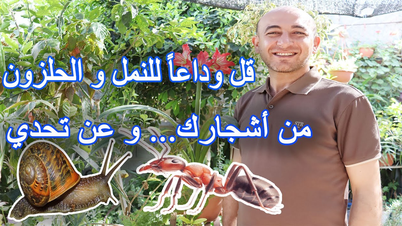 اطرد النمل و الحلزون و الحشرات عن اشجارك باستخدام محلول البوردو
