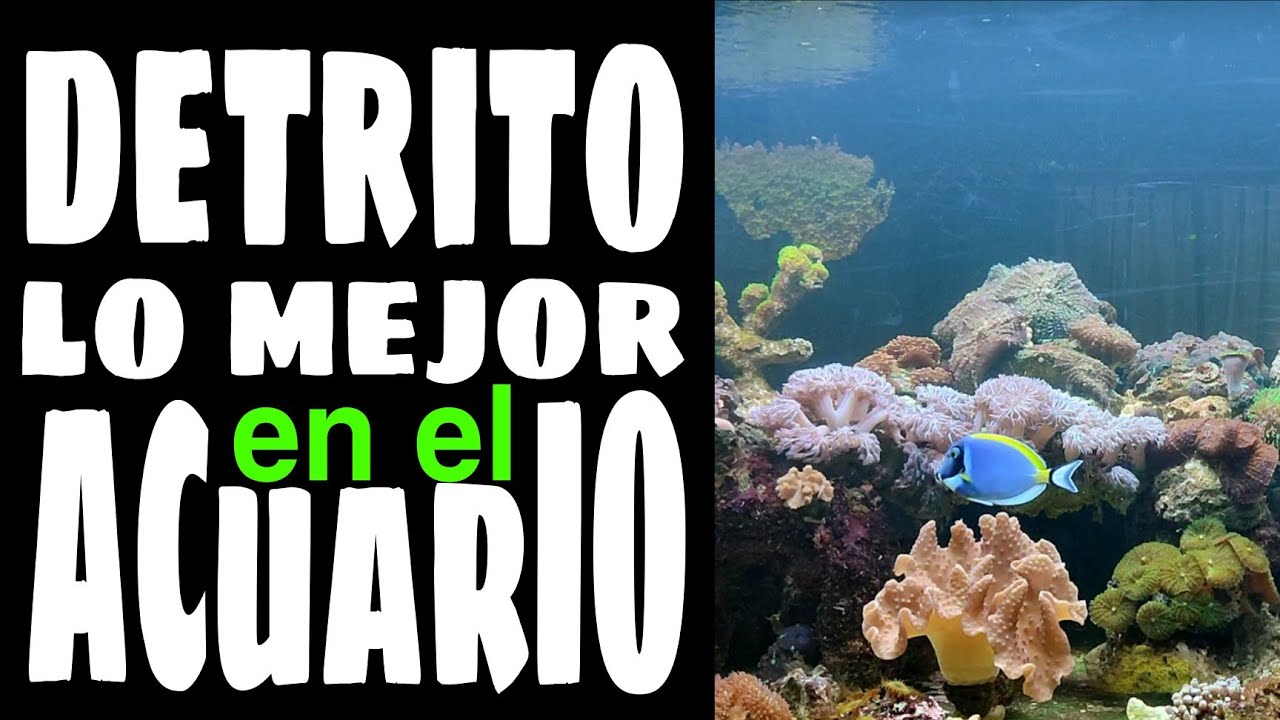 DETRITO EN EL ACUARIO