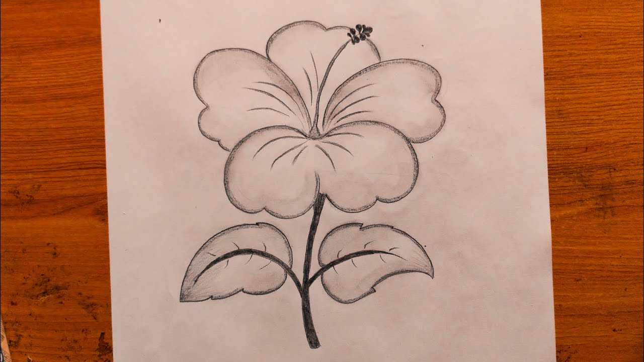 Hibiscus flower drawing easy for biggner or children step by step drawing tutorial 