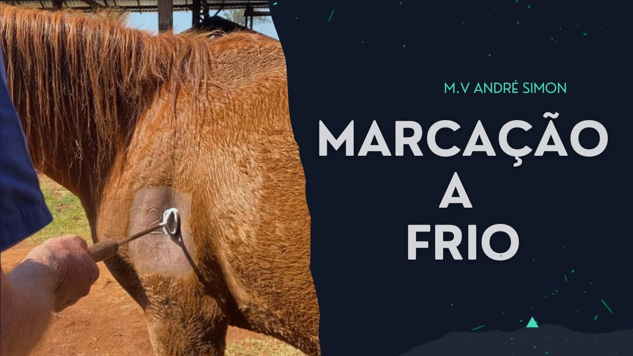 Marcação a frio em cavalos | M.V André Simon
