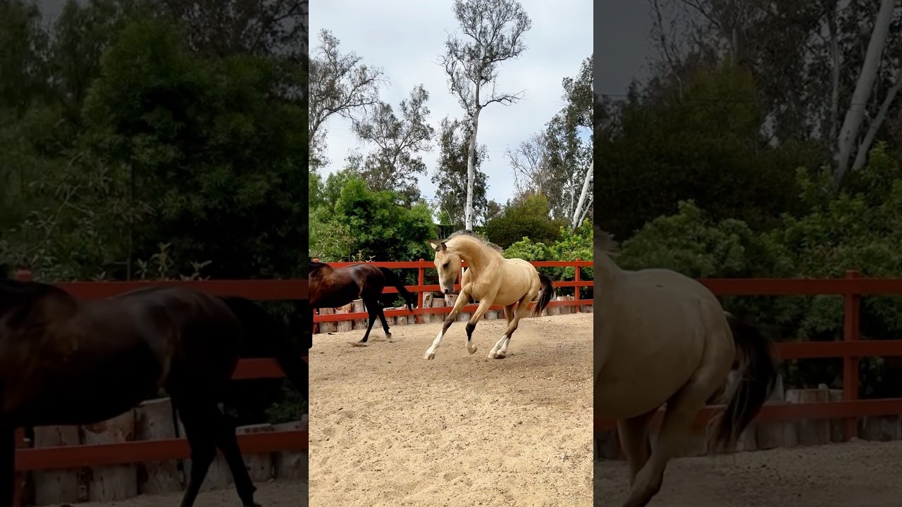 🌟 #buckskinhorse #stallion #warmblood