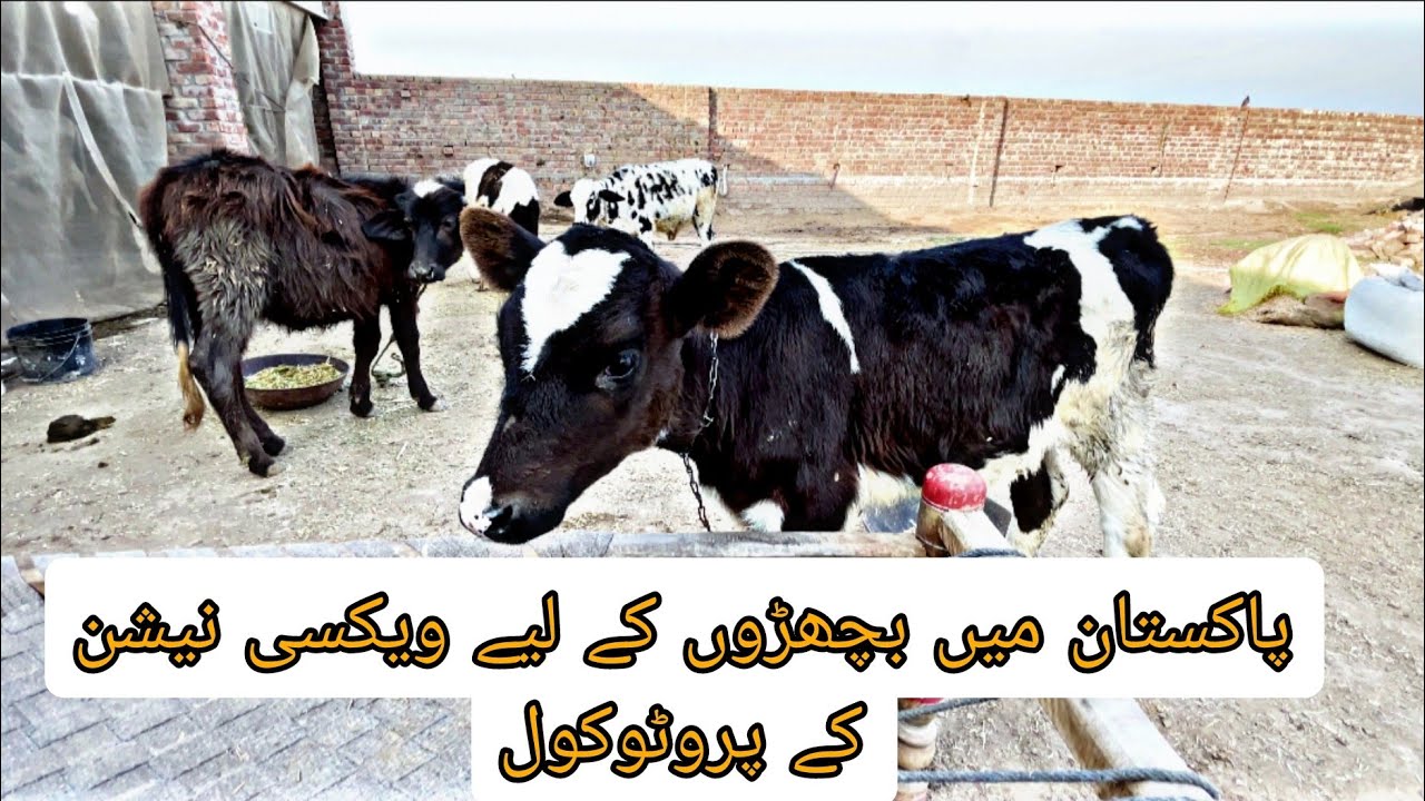 پاکستان میں بچھڑوں کے لیے ویکسی نیشن کے پروٹوکول