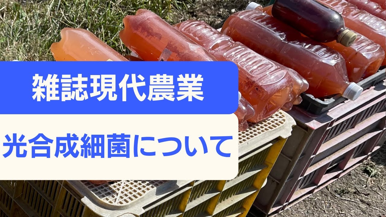 【自然菜園Q&Aステップアップ講座】雑誌「現代農業」光合成細菌についてその１