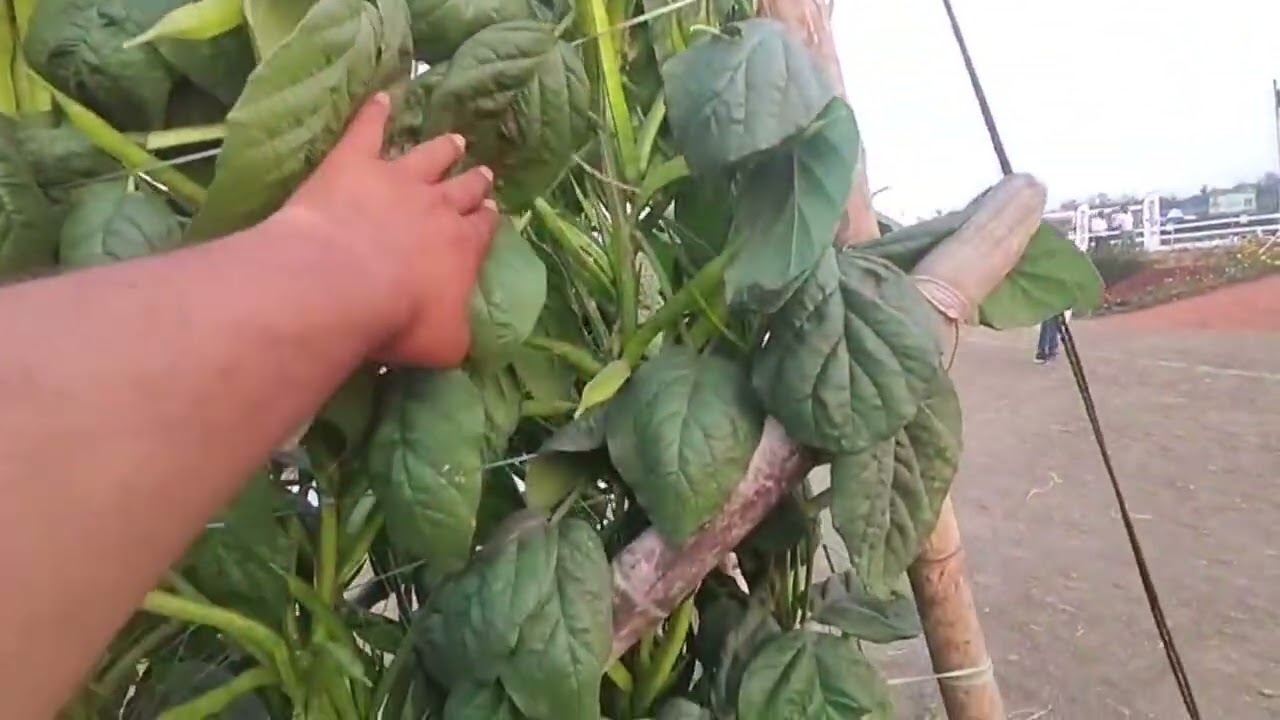 Amarth fali ( cluster bean) vnr mansi 