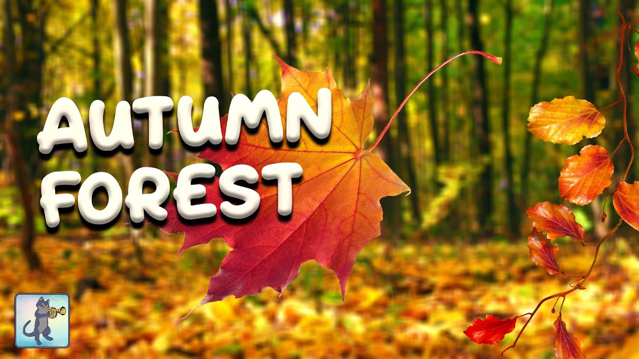 Autumn Forest Falling Leaves Ambience (No Music)