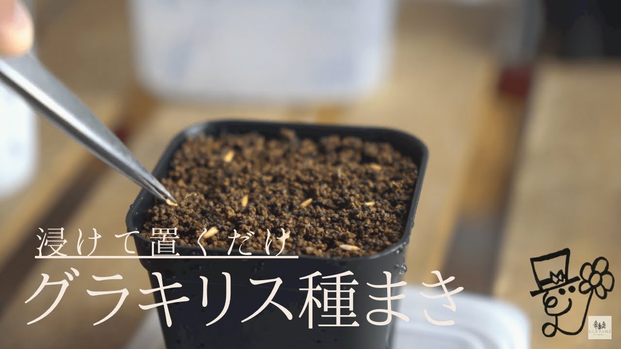 グラキリスの種まき　初心者も恐れずに種をまこう【コーデックス】【園芸】@CAUDEXPLANTS