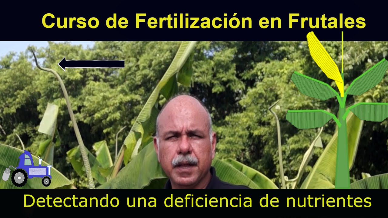 Analizando un caso de deficiencias de nutrientes en plátanos o bananos.