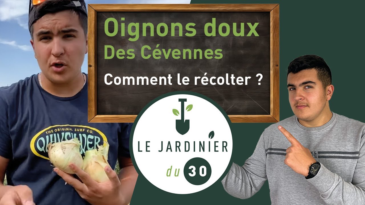 Oignon Doux des C&eacute;vennes : Guide Complet de la Plantation &agrave; la R&eacute;colte | Conseils de Jardinage