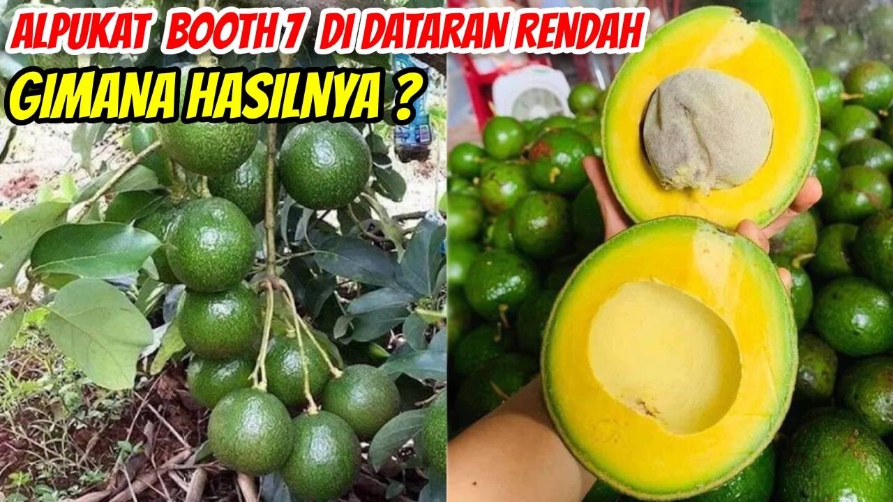 Alpukat Booth 7 di Dataran Rendah: Nekat atau Strategi? Lihat Hasilnya!