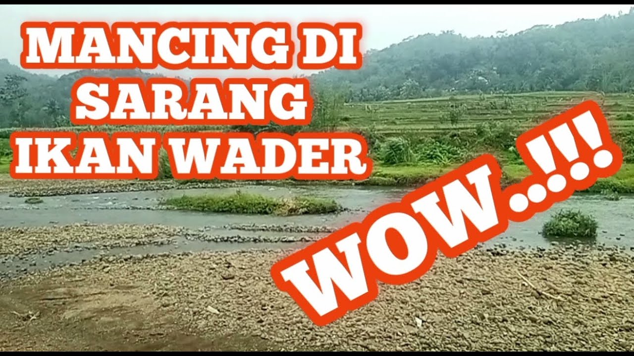 MANCING DISARANG IKAN WADER
