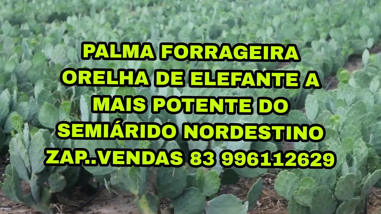 PALMA ORELHA DE ELEFANTE A PALMA POTENTE DO NORDESTE...vendas zap 83 9 96112629