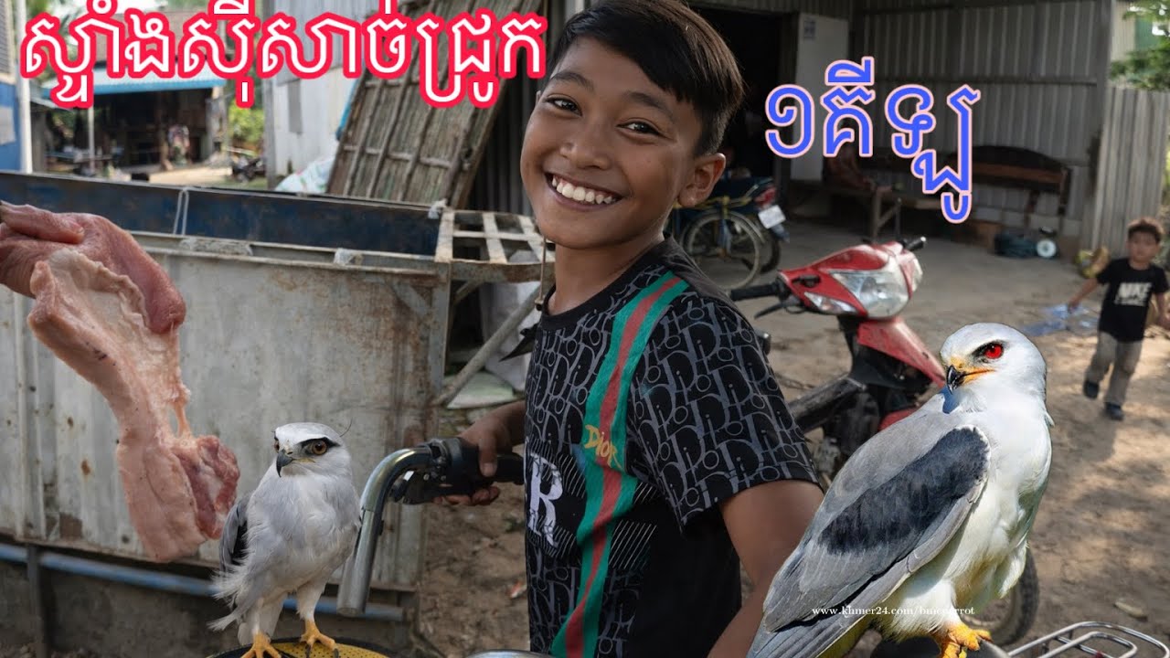 ស្ទាំងសុីសាច់ជ្រូក១គីឡូ-អត់ចេះចាប់សត្វ