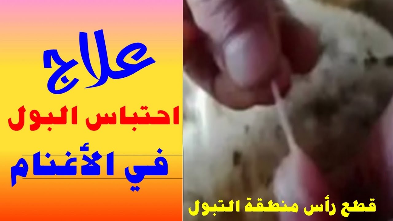 طريقة إنقاذ حياة الأغنام من أحتباس البولA method to save the life of sheep from urinary retention