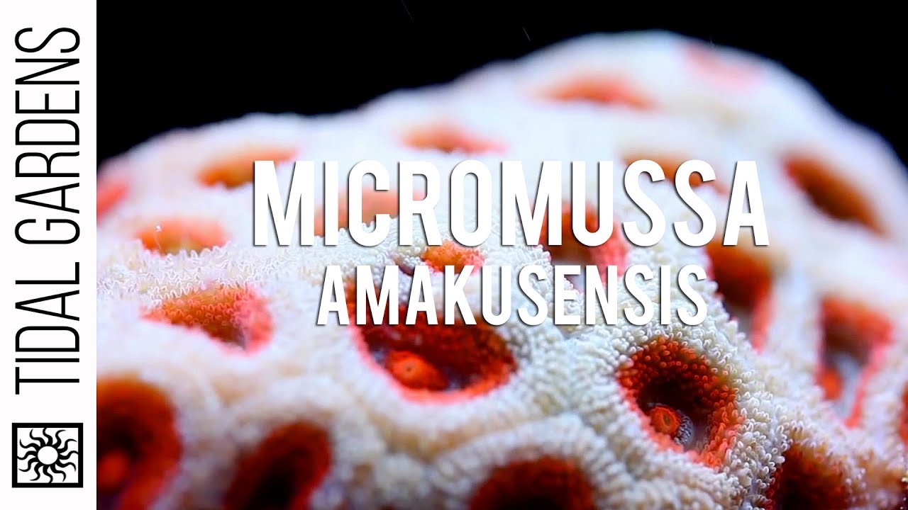 Micromussa amakusensis (Mini-Me Acan!)