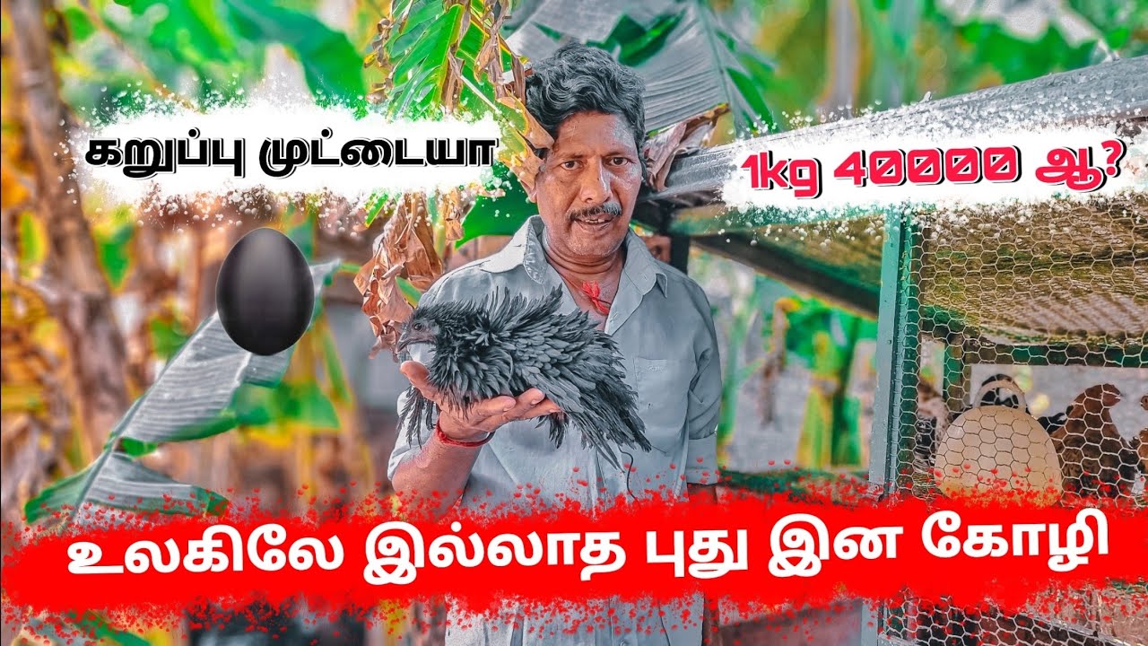 விலைமதிக்க முடியாத காப்பிலி கருங்கோழி / Jaffna Kadaknath Chicken / Tamil Bros