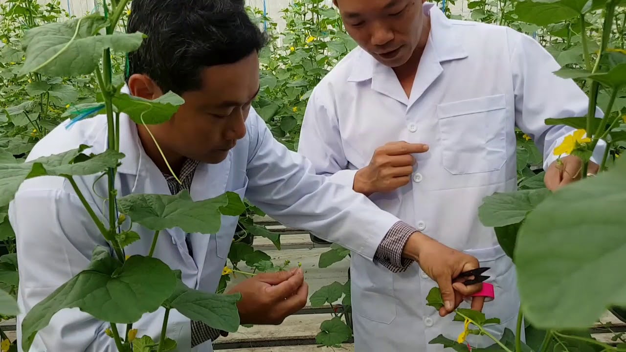 Bí quyết thụ phấn dưa lưới hiệu quả 100%  Lhe mua chậu 02866814429