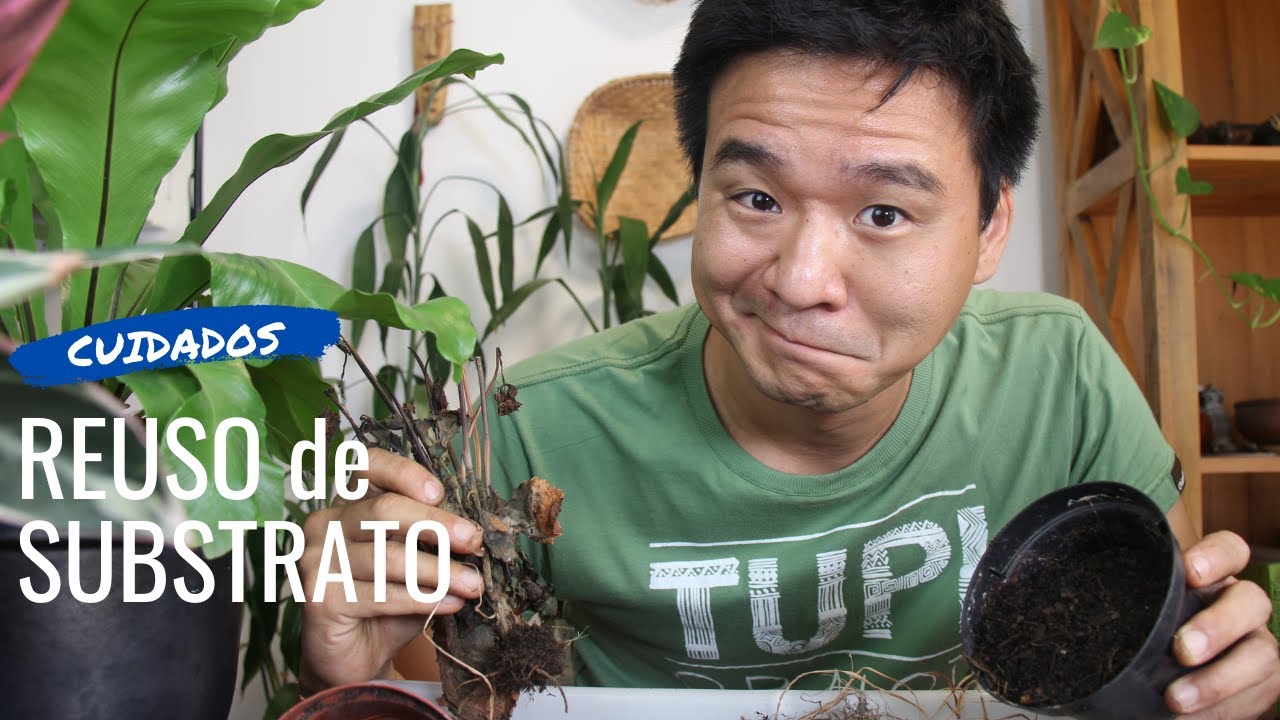 Reutilizar o substrato do vaso? Boa ideia?
