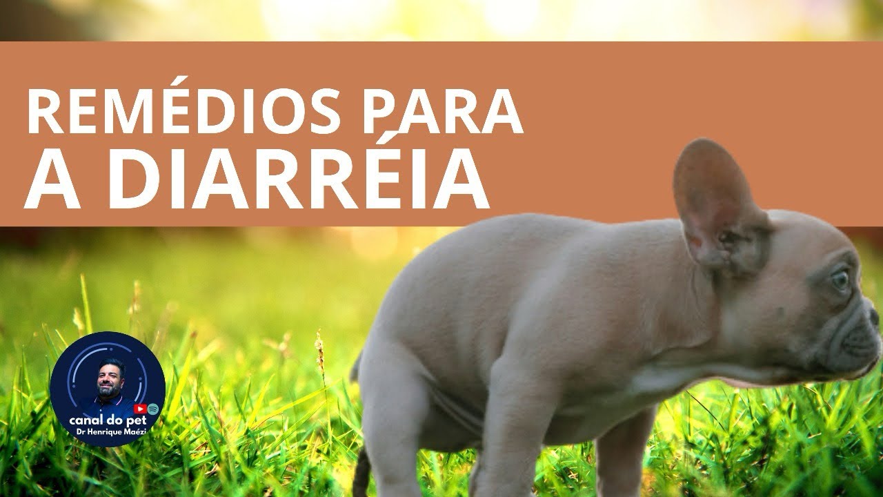 🐕REMÉDIOS CASEIROS para DIARREIA em CACHORRO
