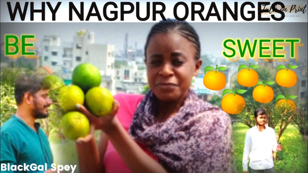 Growing Sweet Mandarin Oranges | Sweetest orange in The world | Nagpur Orange | BlackGal Spey
