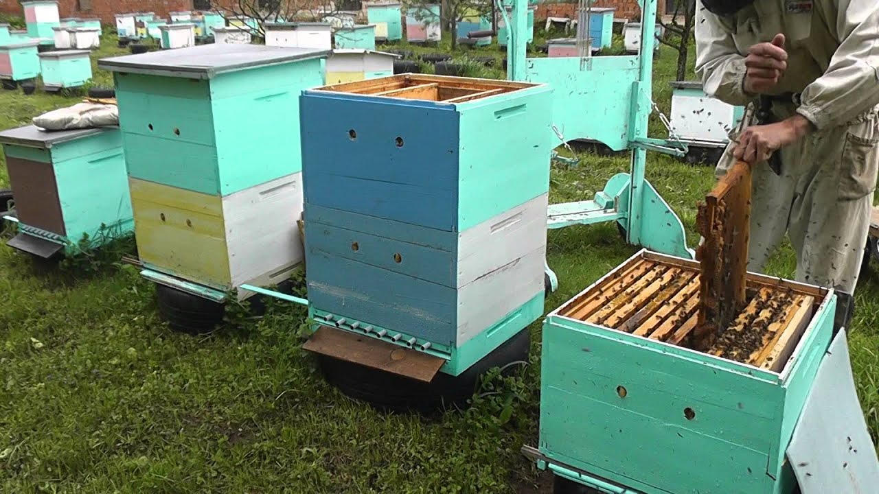 Метод Цебро работа № 10 формирование первого отводка