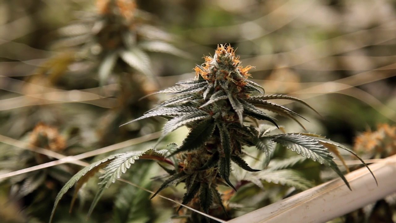 Bubba Kush Strain