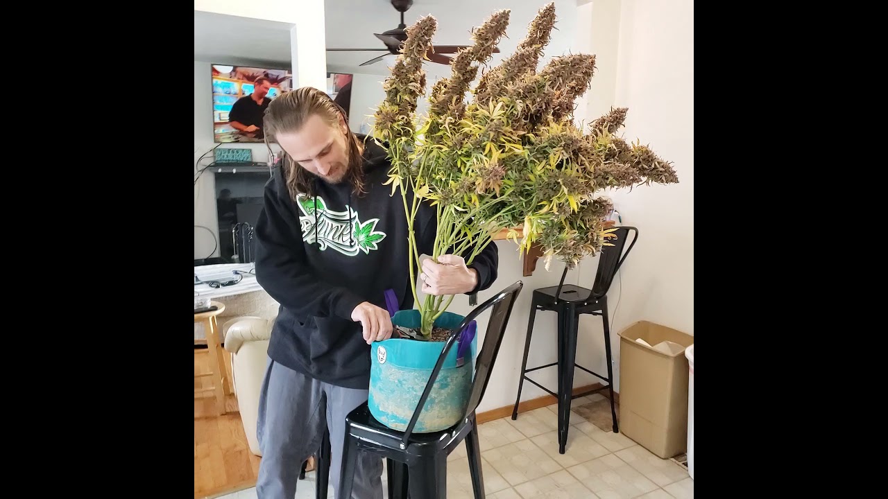 chop day! dark planet!