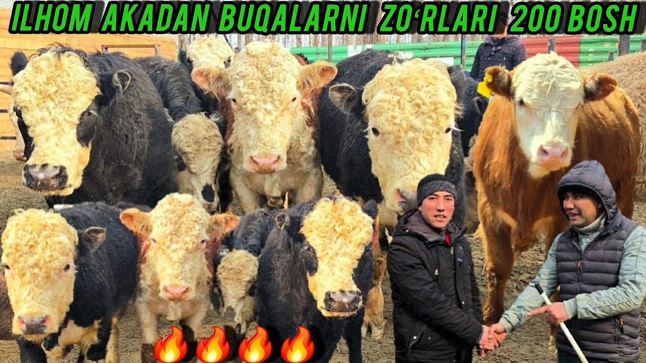 ILHONAKADAN ANGUS SMENTAL GRENFORT BUQALAR 200 BOSH 🔥✅️