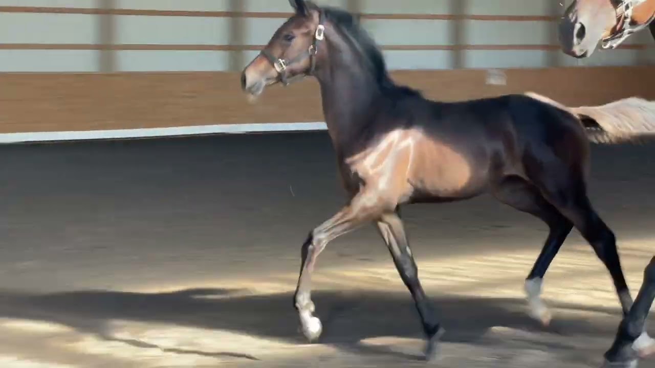 Dion MPT 2024 Gold Medal Filly