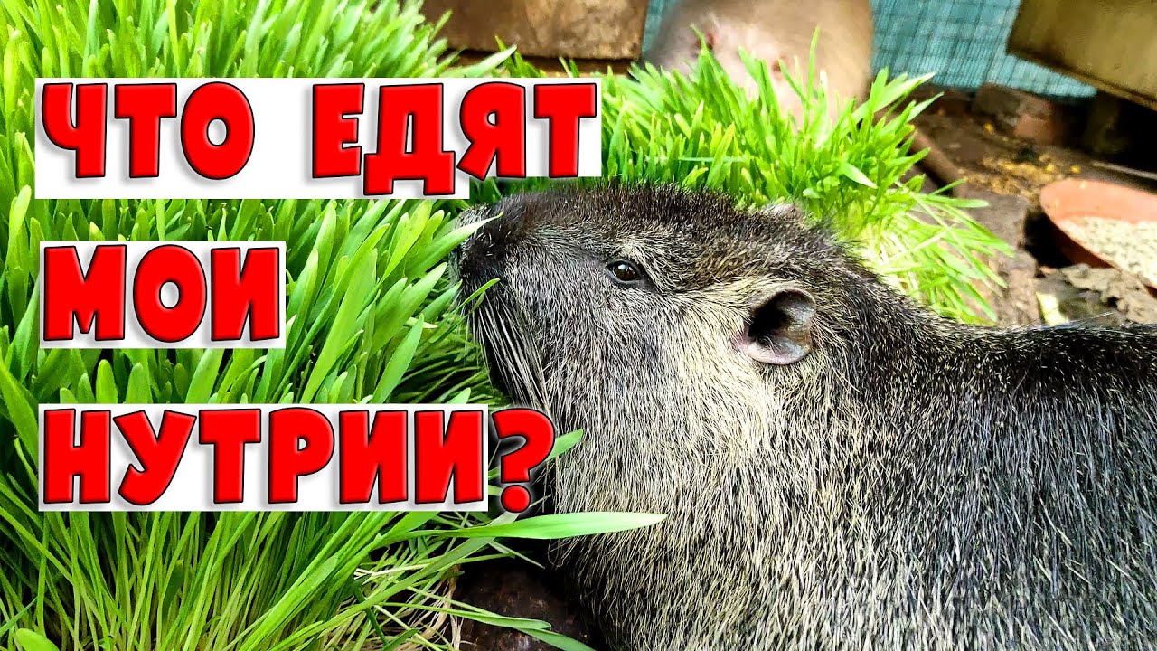 Что едят мои нутрии?