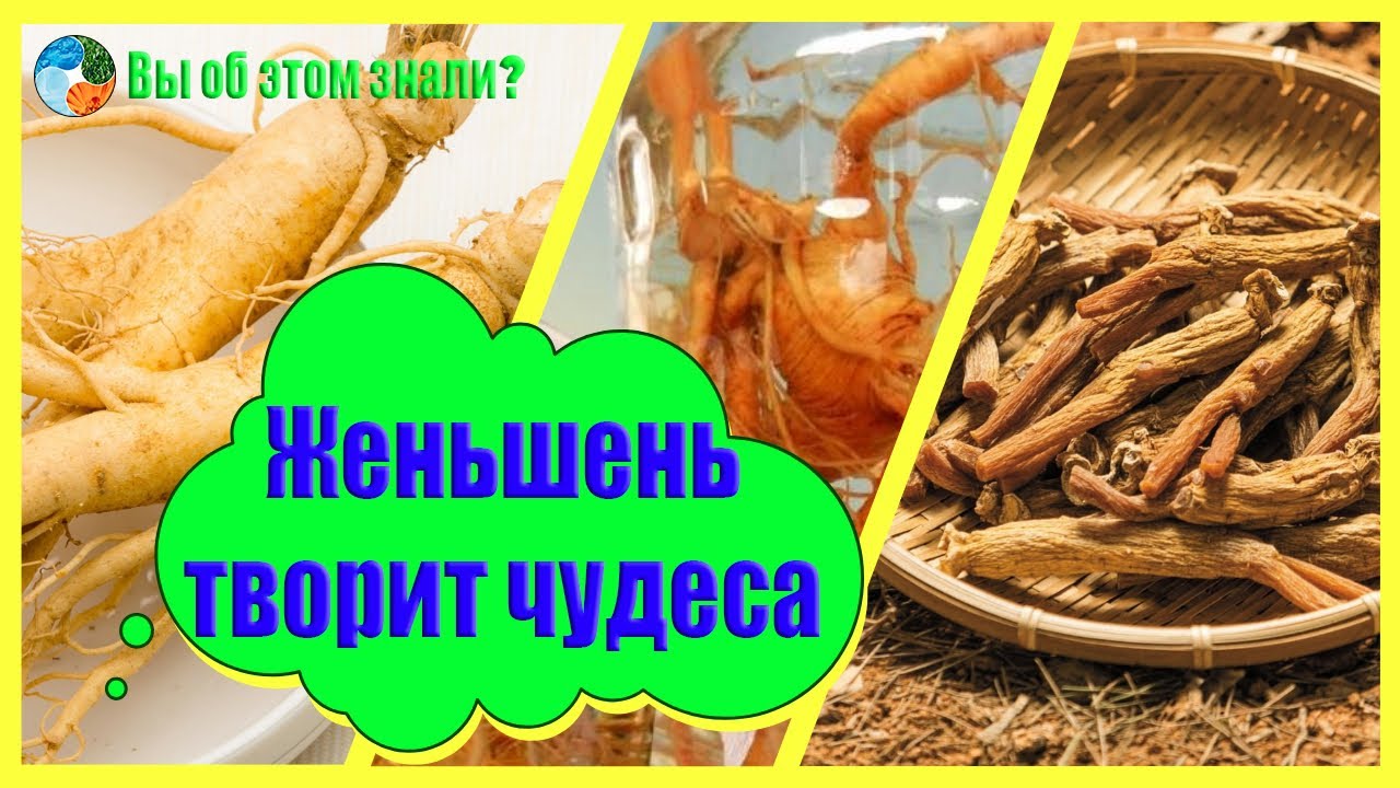 Что лечит Женьшень