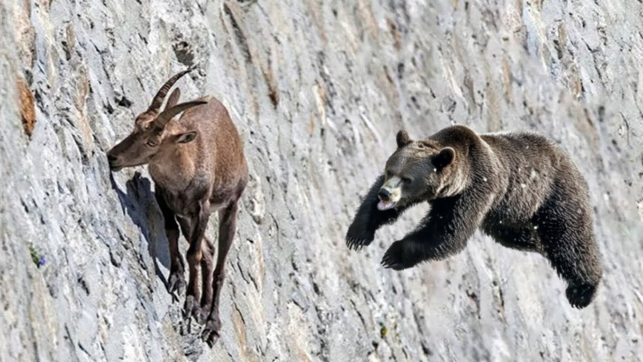 Este Oso Pag&oacute; el Alto Precio de Atacar a Esta Cabra en la Monta&ntilde;a...