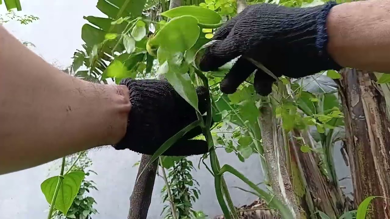 TAJAR POHON LEBIH TINGGI DARI TANAMAN INTI