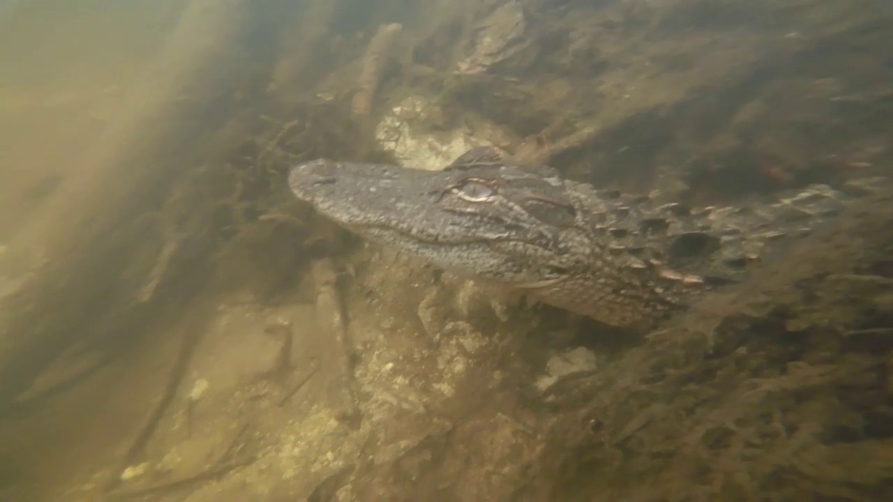 Fossil Hunting on the Peace River in Arcadia, Florida