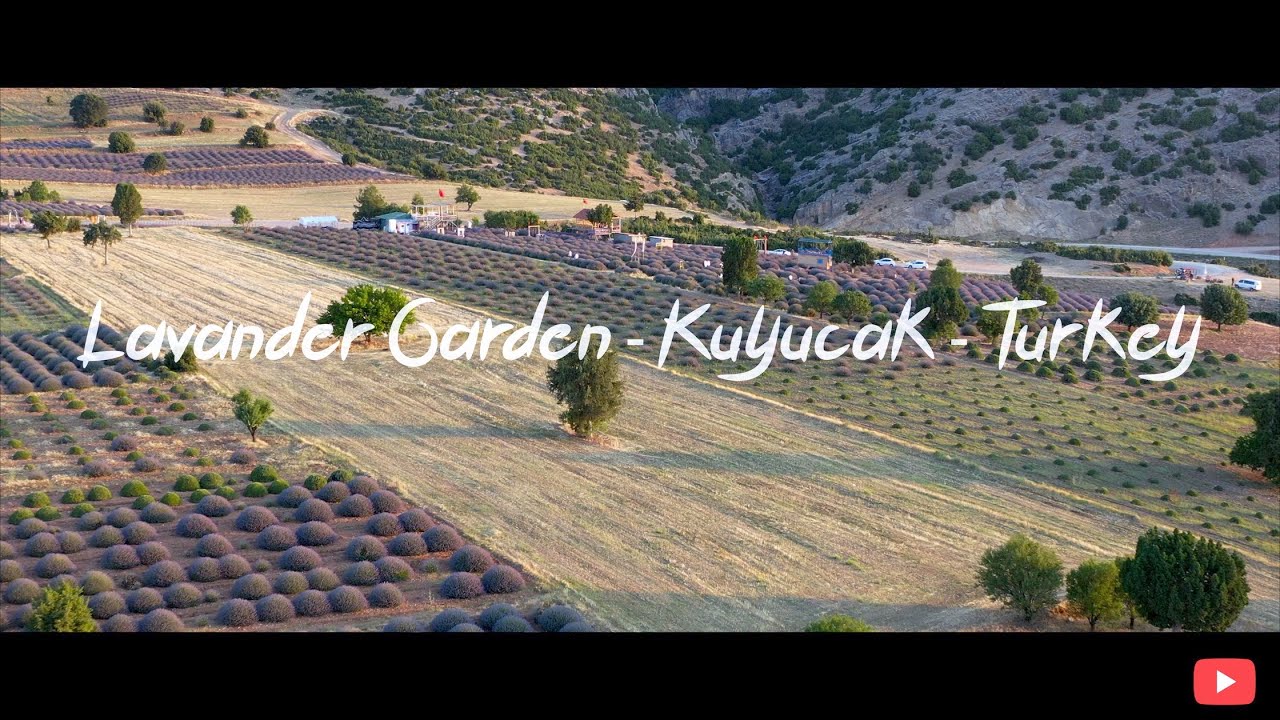 Lavander Garden - Kuyucak - Turkey