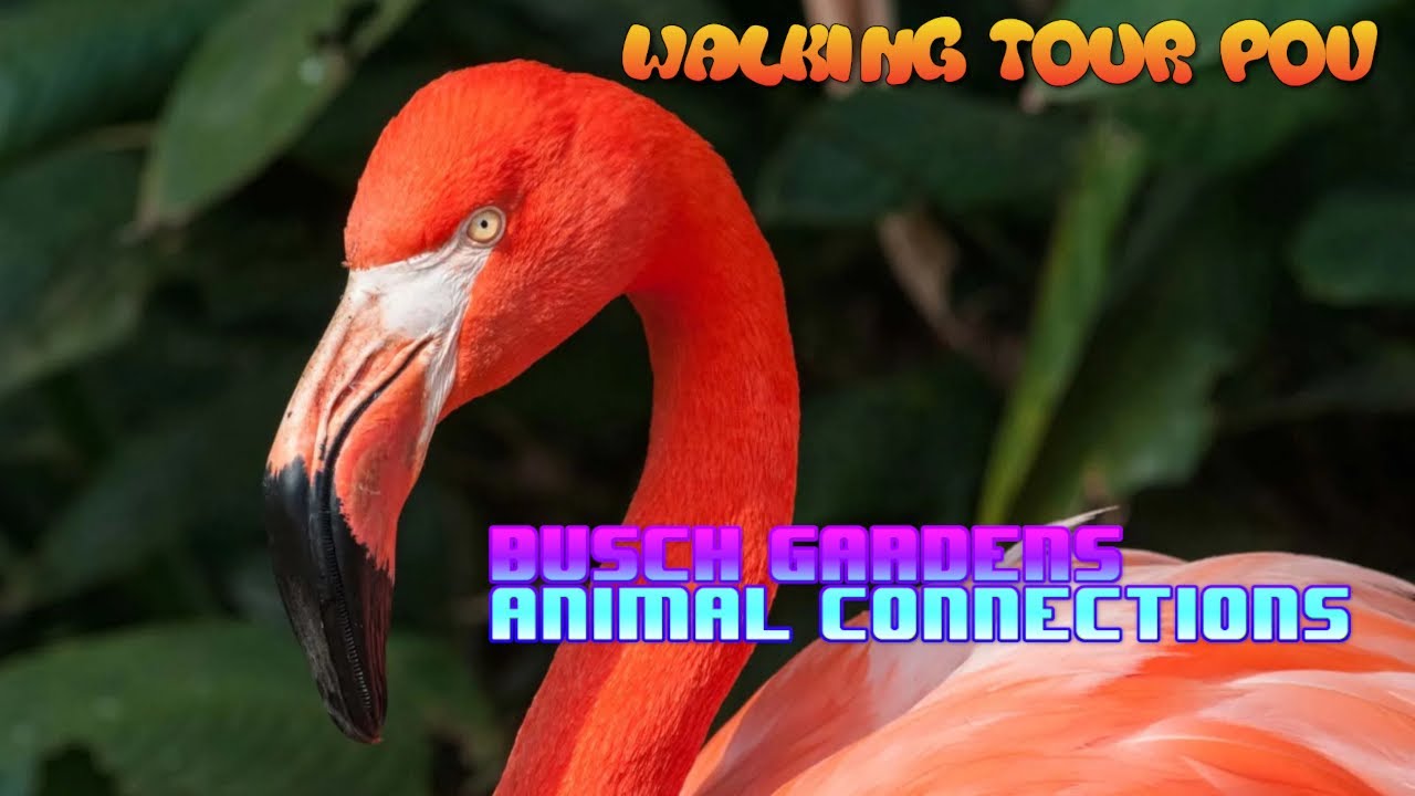 Walk Thru POV of Animal Connections Enclosure at Busch Gardens!  #adventureschmuck #themepark
