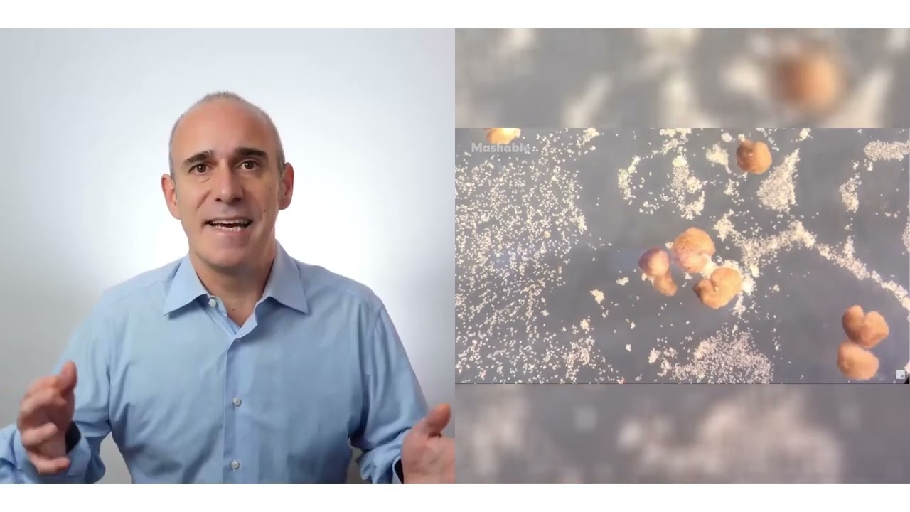 Robots autoreplicantes hechos con c&eacute;lulas #innovaci&oacute;n #rob&oacute;tica #biotecnolog&iacute;a