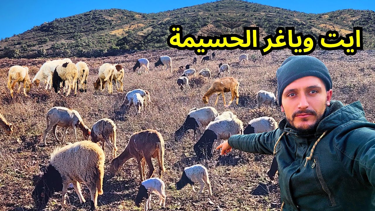 بعد تساقط الأمطار الحياة تعود إلى الارض ونرعى الأغنام والمزرعة تكتسي حلة خضراء