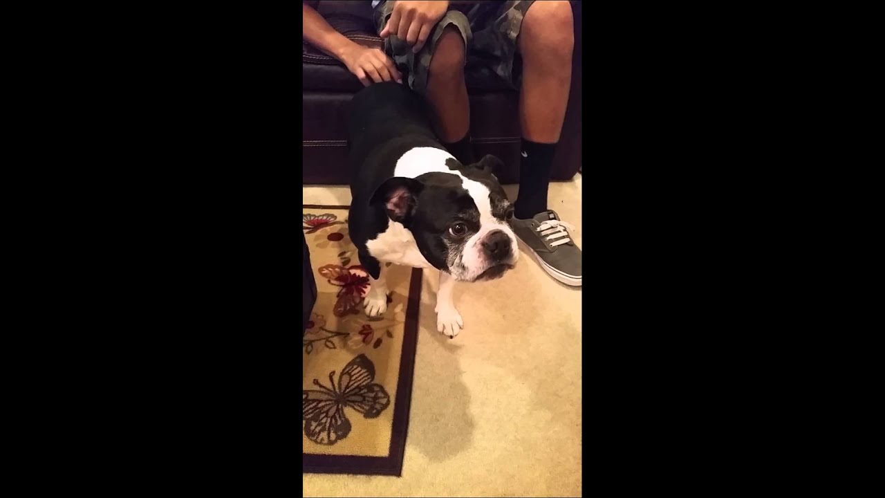 Dog licks nose while being pet on back.