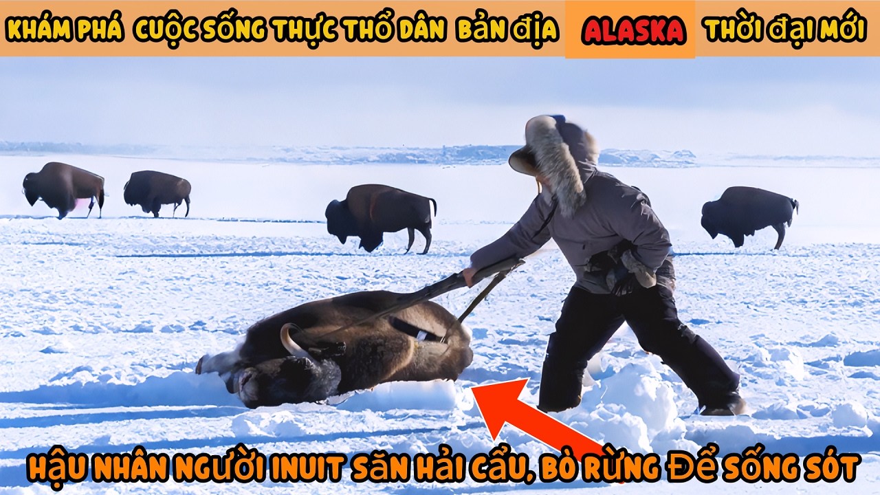 Người Inuit Hiện Đại Săn Hải Cẩu , B&ograve; Rừng ,  Cuộc Sống Thổ D&acirc;n Bản Địa  , SinhtonhoangdaReview