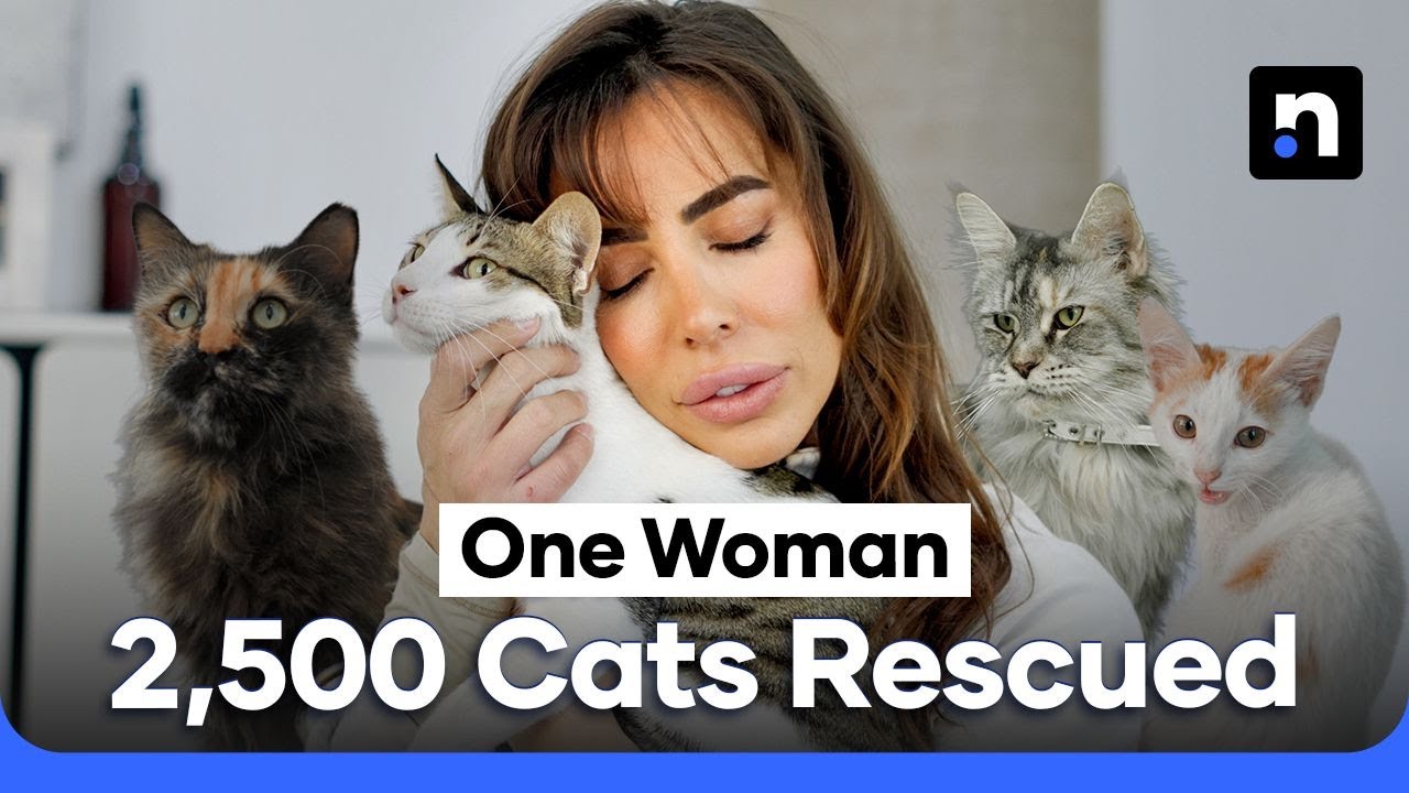 How This Woman Saved 2,500 Cats in the UAE | Dina Taji’s Rescue Story