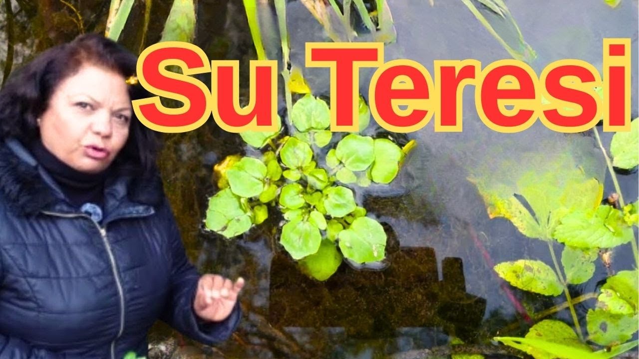 Su teresi otu! Doğanın Mucizesi , Faydaları ve Kullanımı /Ege'de yaşam