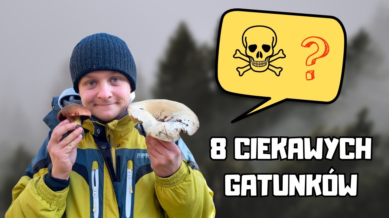 Jesienne GRZYBY, które WARTO ZNAĆ