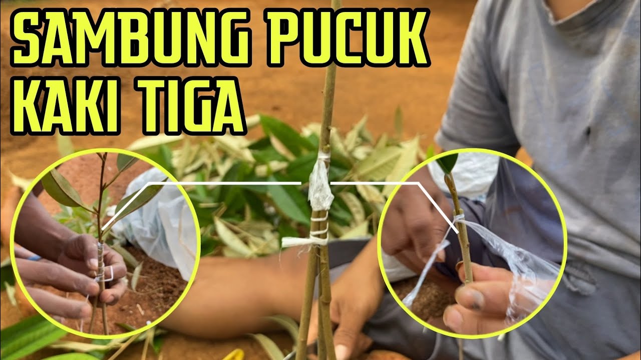 PERSIAPAN STOCK BIBIT DURIAN UKURAN DAN JENIS PREMIUM.