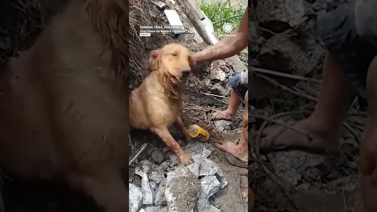 Golden Retriever Rescued After 3 Days Under Landscape Rubble #news #weather #viral