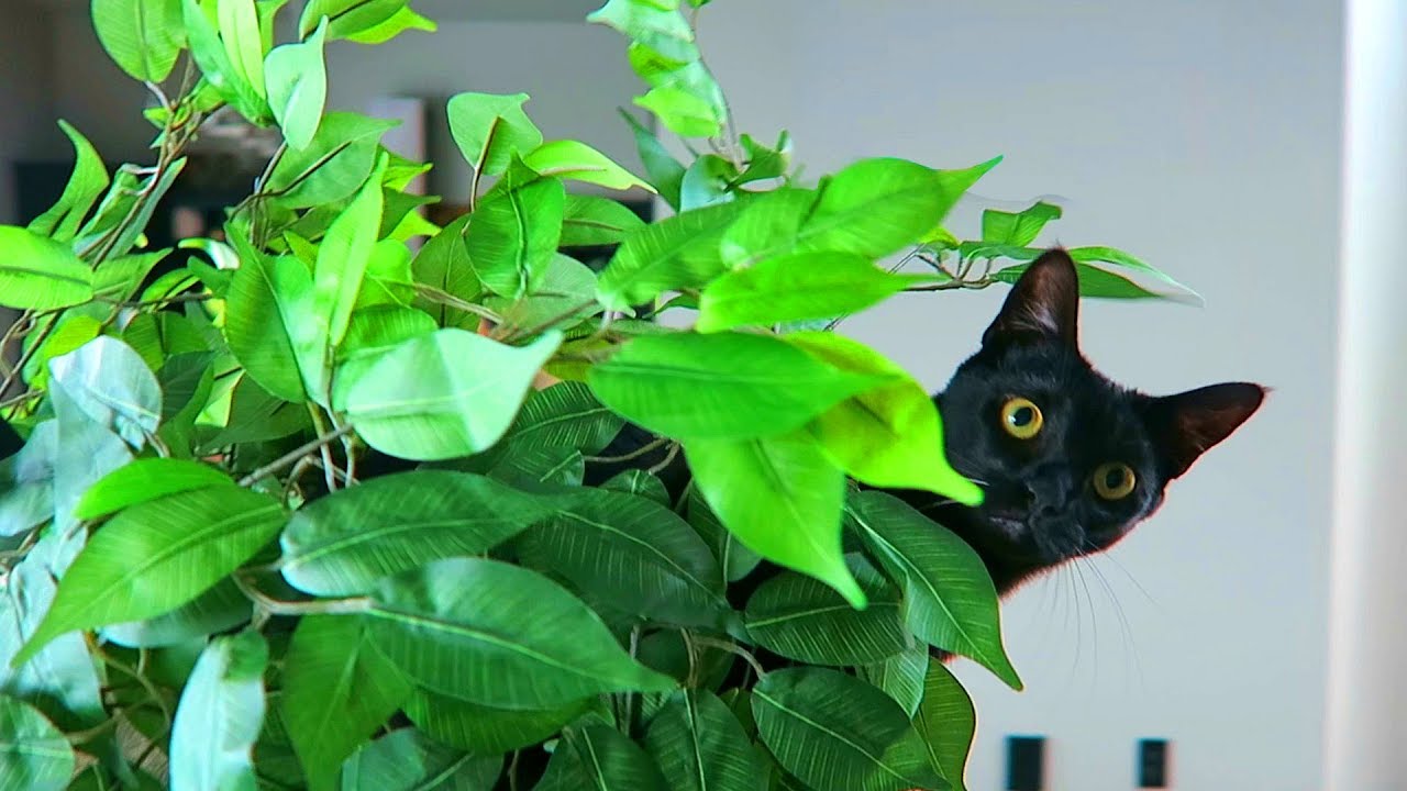 I Bought My Cat an Actual Tree