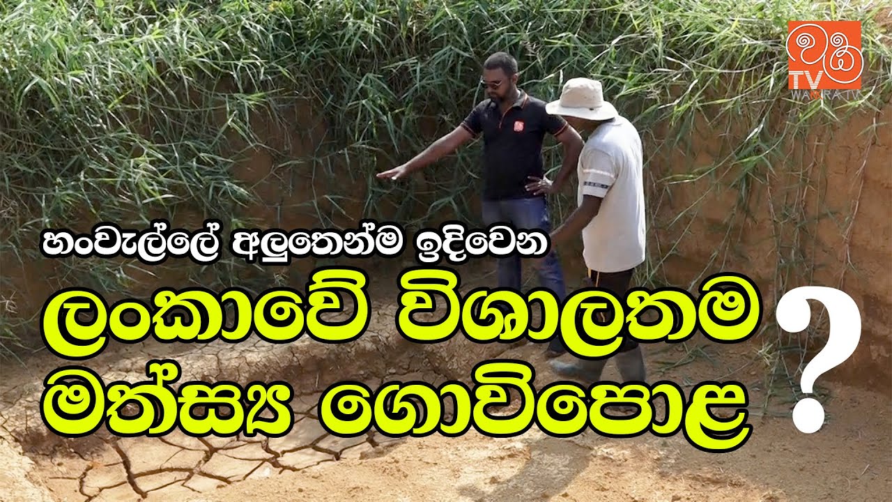 සුරතල් මසුන් වෙනුවෙන් අලුතෙන්ම ගොවිපළක් ඉදිවන හැටි | ORNAMENTAL FISH FARMING IN SRI LANKA