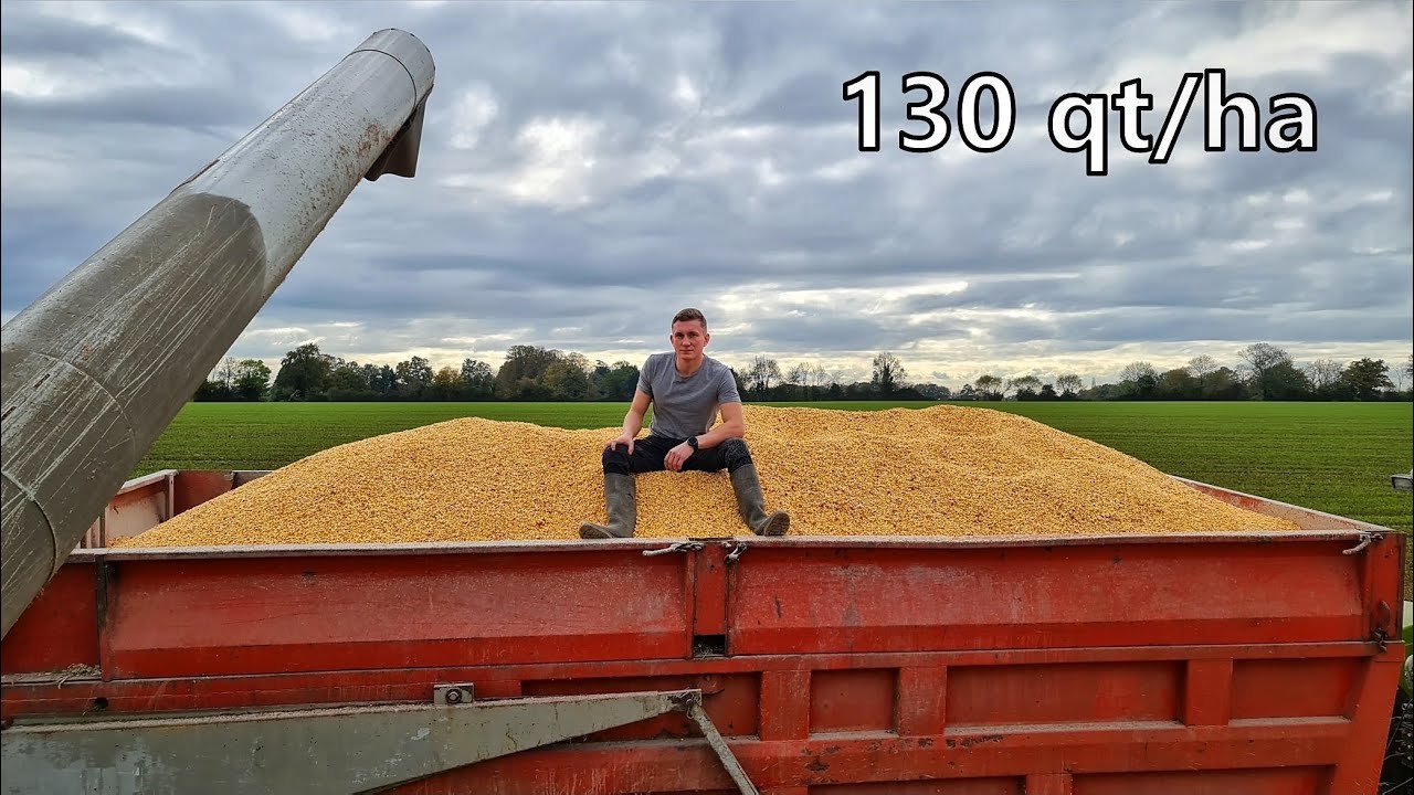 MOISSONS DE MAÏS GRAIN 2021 PARTIE 2 ! (ça se passe mieux)