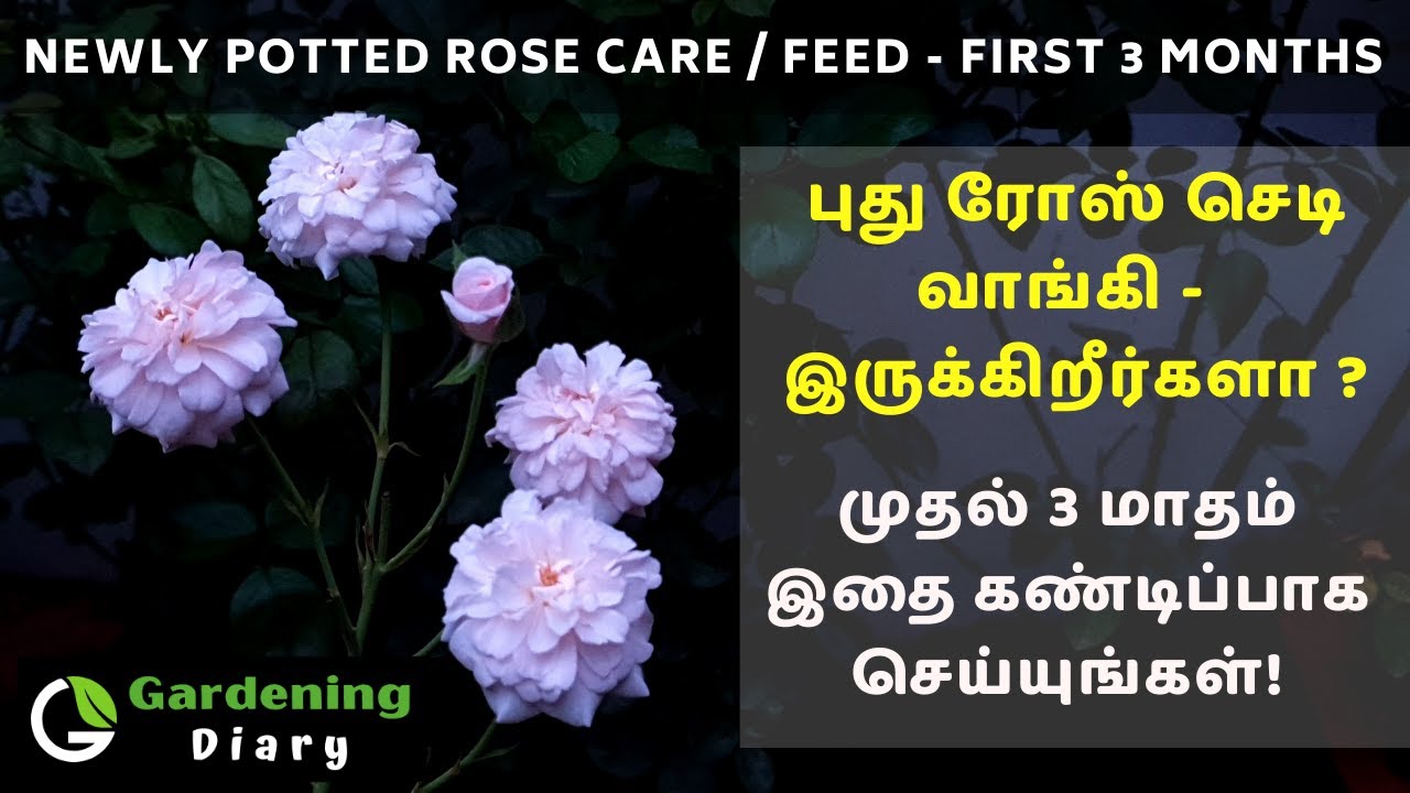 புதிதாக நட்ட ரோஸ் செடியை முதல் 3 மாதம் பராமரிப்பது எப்படி| Tips to care fertilize newly potted rose