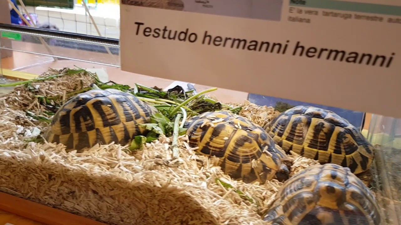Tutte le tartarughe di terra di Reptilmania 2018 (Origgio)