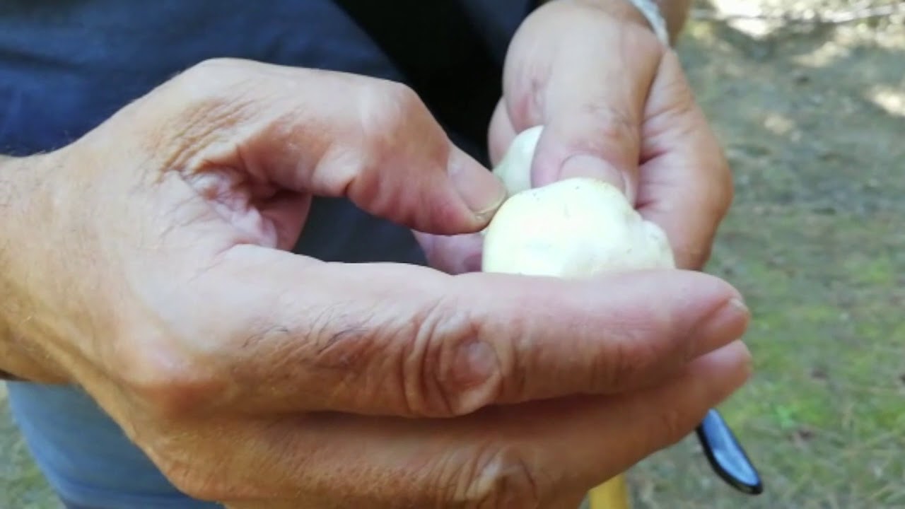 Agaricus xanthoderma